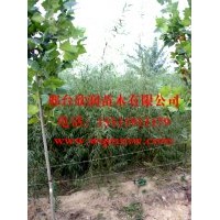 河北邢台欣润苗木大量供应垂柳 2公分