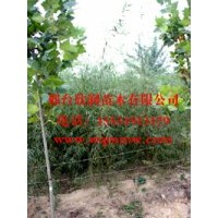 大量处理2-3公分的青皮垂柳