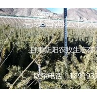 耐高寒青海云杉供应