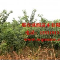 河北邢台欣润苗木大量供应国槐 3公分