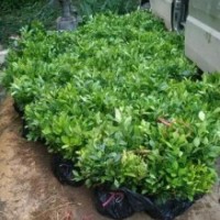 广西优质柚子芽苗小苗