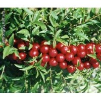 钙果苗一年钙果苗 二年钙果苗 批发