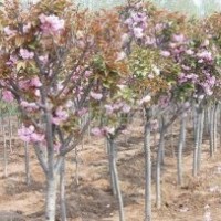 北京高杆女贞_北京白玉兰树_北京苗木批发