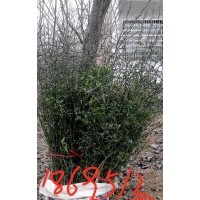 大量2年生秦子苗