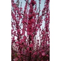 供榆叶梅，哪里有榆叶梅，榆叶梅的价格，榆叶梅的产地直销