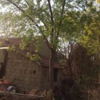 樱花树，樱花树基地，樱花树价格，樱花树报价