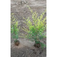 营养钵金叶榆 北美海棠 樱花 玉兰 白皮松 果槐 白腊