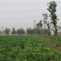 鑫森源_七叶树_七叶树供应