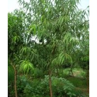 山桃苗，山桃树