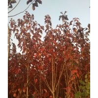 出售红叶樱花 紫叶稠李 金叶复叶槭 核桃树