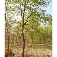 柳树价格