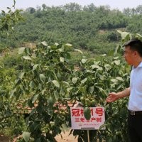 冠核一号优质核桃苗