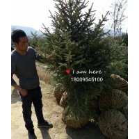 宁夏云杉18009545100