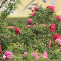 平阴四季玫瑰，丰花一号