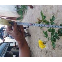 大量出售自家月季花 低于市场价格