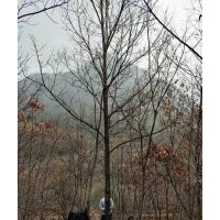 大量长期供应各种规格蒙古栎以及栓皮栎