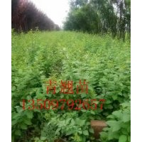 供应1——3年连翘苗，钙果苗，牡丹苗
