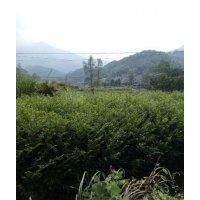 中国南方红豆杉.现有地径1-14公分的大小苗木