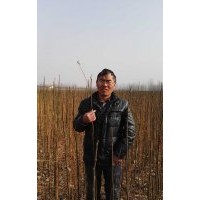 低价处理100万株150高苦楝