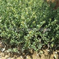 龟甲冬青小苗的产地、价格及照片