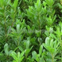 海桐的产地及最新的报价清单