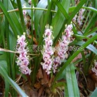 20-50公分八宝景天的装车价格