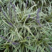 金边麦冬哪里有卖，多少钱能买到