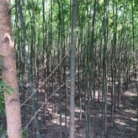 自家种植 旱柳 白蜡