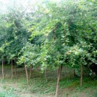 山西五角枫 红枫大量低价供应