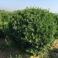 供应山东大叶黄杨，冬青，北海道黄杨，木槿。