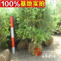 雀舌黄杨球 量大从优 规格齐全