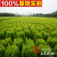 洒金柏树苗 洒金柏小苗 洒金柏球