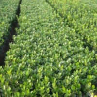 7月份山东绿化苗木----冬青最新价格