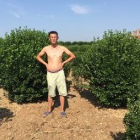 供应：冬青球，冬青苗，北海道，金银木，金叶女贞。