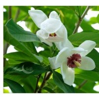 天女木兰苗，本溪天女木兰苗，天女花树苗，天女木兰苗价格