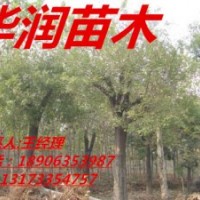 【天津国槐】【8-12公分国槐】【国槐的价格乔灌木】华润苗木-第