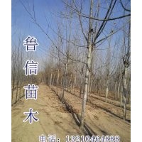 供应毛白杨小苗