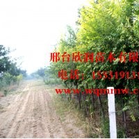 大量供应8公分金叶榆