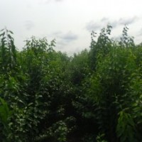 丝绵木小苗 丝绵木小苗多少钱