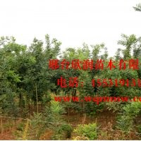 河北邢台欣润苗木大量供应国槐 10公分