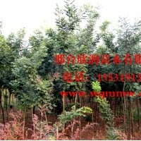 河北邢台欣润苗木大量供应国槐 8公分