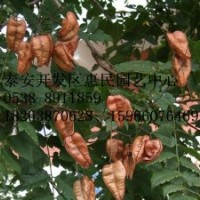 山东泰安南栾 北栾批发价格