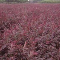 山东泰安红叶小檗批发价格