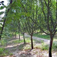 长期大量供应各种规格木瓜树 木瓜苗 木瓜种子