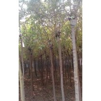 出售香花槐 垂柳 速生柳 金叶楡 火炬 国槐 白蜡 刺槐 法桐 泡桐