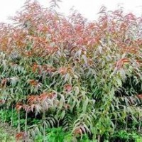 5-8公分桃树3公分红叶碧桃3公分紫叶李3公分西府海