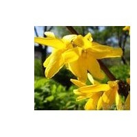 长期供应连翘苗山西连翘苗直销连翘苗