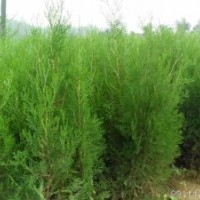 占地侧柏，蜀侩，刺槐