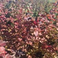 供应美国荚迷苗