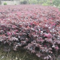 毛杜鹃,红叶石楠,红花继木 大量供应绿化苗木，一手货源，价格实